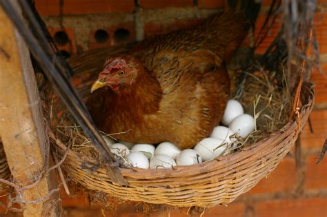 nesting eggs for laying chickens